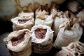 exportar-cacao-fino