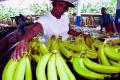 industria-bananera