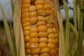 Estratégico